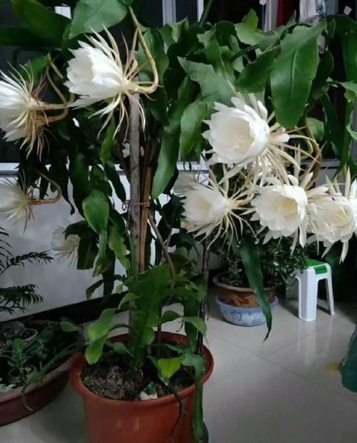  『令箭荷花』6种“荷花”，不用水只用土，开花一茬接一茬！