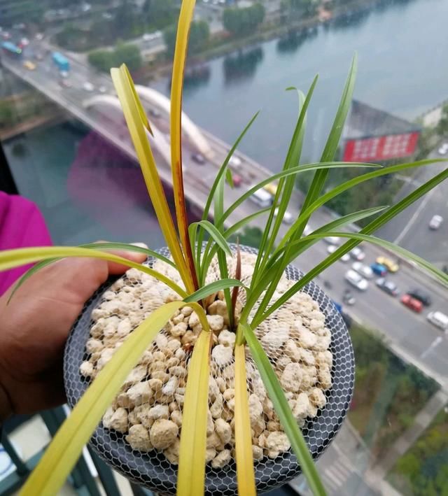  兰花：上盆一个月的兰花叶片一直发黄脱落，是正常兰花退草还是根腐病？