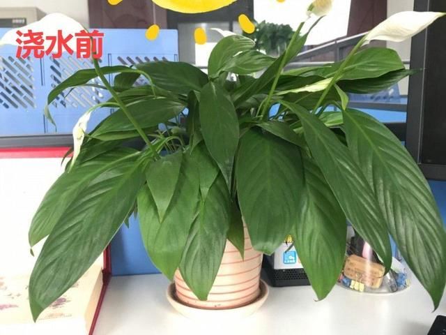  「图片作者」10种花，春天不能晒，躲屋里最安全！