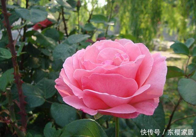 春天:春天修剪完这3种花,枝条可以进行二次扦插,生根发芽能开花