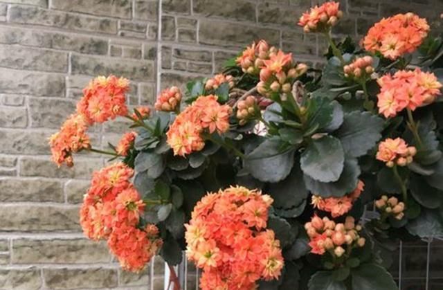  家里：给长寿花来点“补品”，花开色艳，开成大花球！