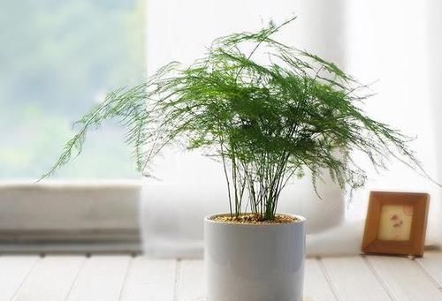  盆栽@家庭养花选这几种，好养又旺家，观赏价值高，是盆栽佳品！