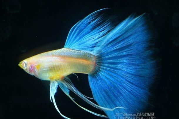  【均表现为】孔雀鱼太好繁殖啦，所以孔雀鱼的品种多到让你数不过来！