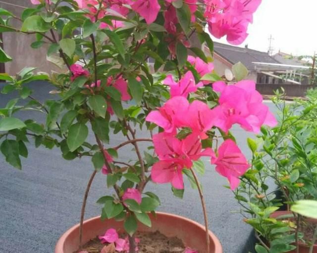 三角梅■三角梅开花期间能施肥吗?