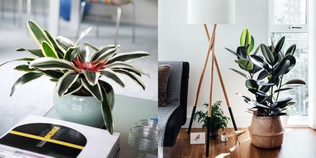  [好处]室内养盆栽植物的5个好处，你还知道有哪些好处么？