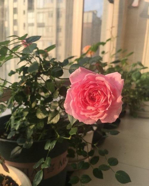  『家里』家里阳台养上这些花朵，漂亮又美丽，主要是比香水还香