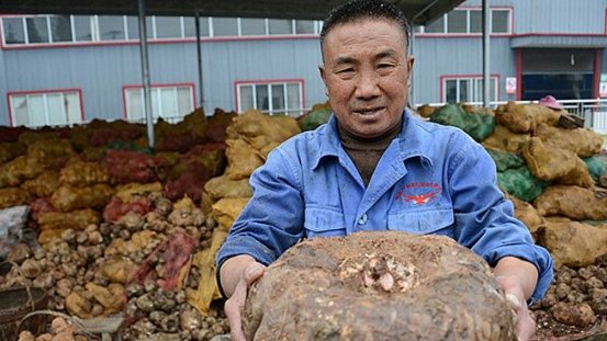  #种植#农民不出去打工，在家里种这种野生植物，每亩能挣一万元