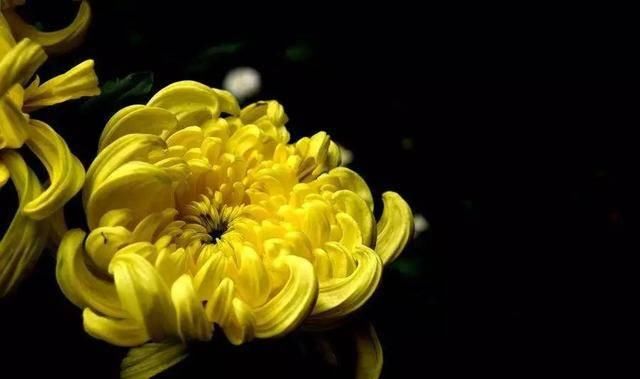  「植株开花之后」这几种花最受老人的欢迎，快给家里老人养一盆吧