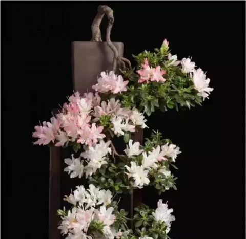 一组悬崖盆景佳作欣赏 可上九天揽月 可下五洋捉鳖