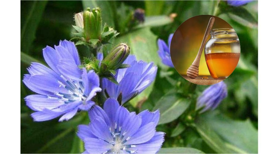  『菊苣』菊苣有这么多应用价值，总有一点是你想不到的