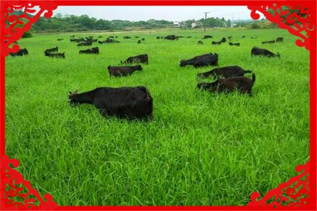  『果园里』在目前农村，有哪些种养结合的致富项目呢？推荐几个供参考