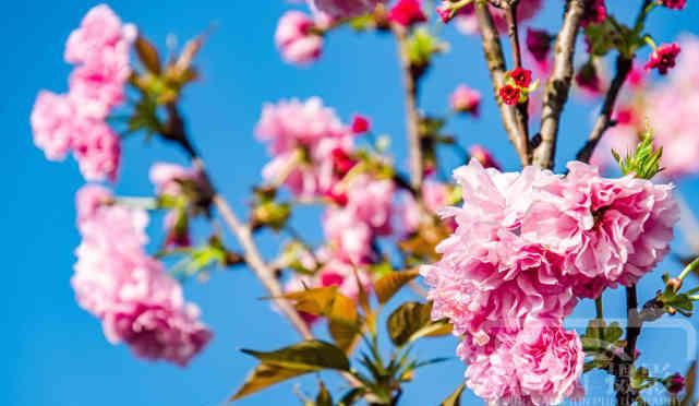  『樱花』遇见樱花盛开的美丽，春天里娇艳迷人的花朵