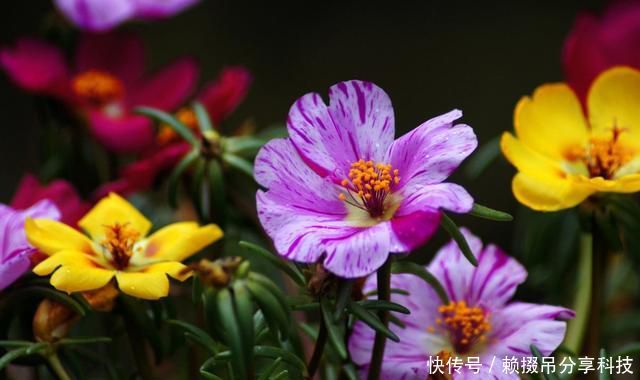 漂亮■室内养花就养盆它,开花漂亮好养易活,不用操心也爆盆,谁养谁爱