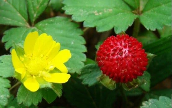 农村一种野果子，却很不受人待见，土豪：不要！给我！