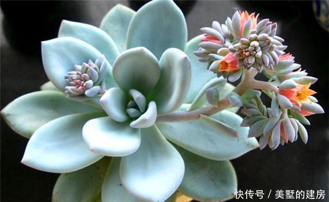 光照|好养优美的多肉霜之朝,养护中这3点一定要知道,上色塑型全靠它