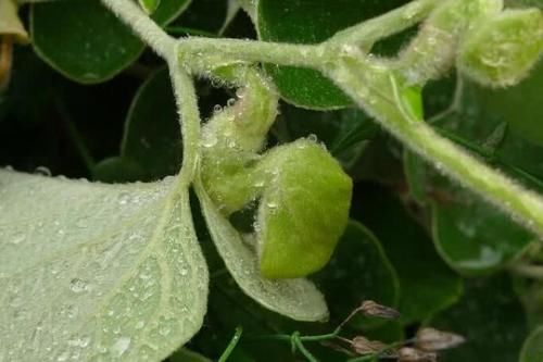 路旁这杂草，如今才知道它价值3元一斤，若除掉它，请勿扔掉