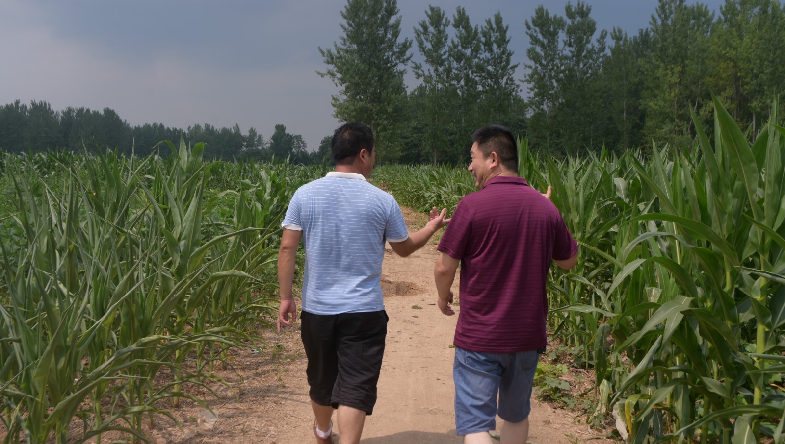 玉米遭遇持续干旱，地头就是水井，为啥农村人不愿灌溉？