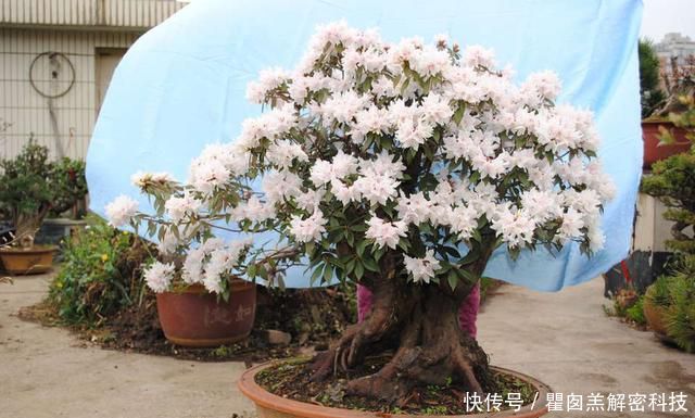  #花芽分化期#映山红盆景养护8要点，领悟透了，盆景造型美，开花爆盆不见叶