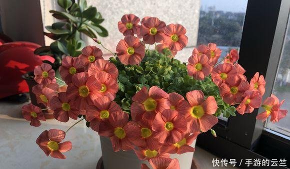  #懒人#阳台养几盆“懒人”花，个个花枝招展，一个月不浇水，也能猛开花