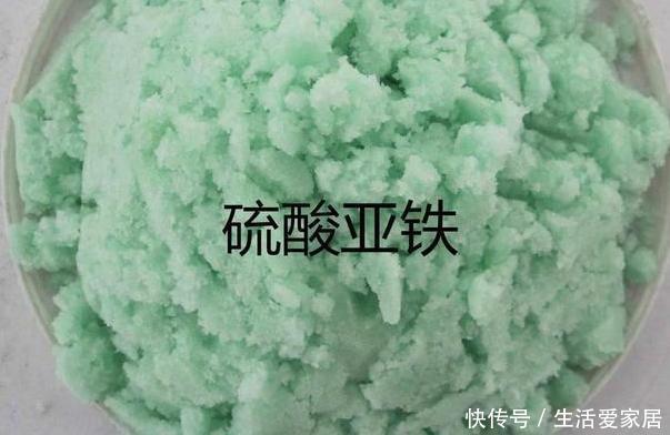  #吸收水分#家养植物烂根黄叶？不要慌，用2种''常见药''抢救，见效真快