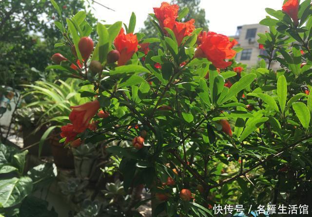  「盆栽」石榴盆栽的盛花期到了，做到这几点，叶绿花艳、越开越多能结果