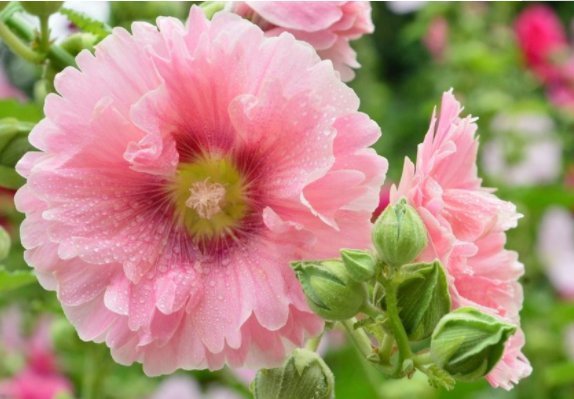 光照|这些花朵养在家里阳台上,不怕高温,越晒长得越旺,花朵绚丽多彩