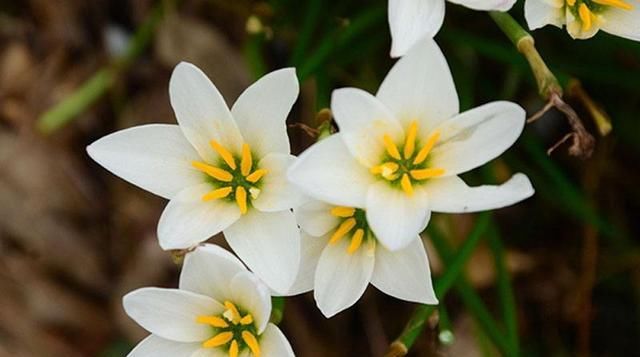  #常漂亮#这是我见过最漂亮的十种种球花，花期长、花色艳，真漂亮