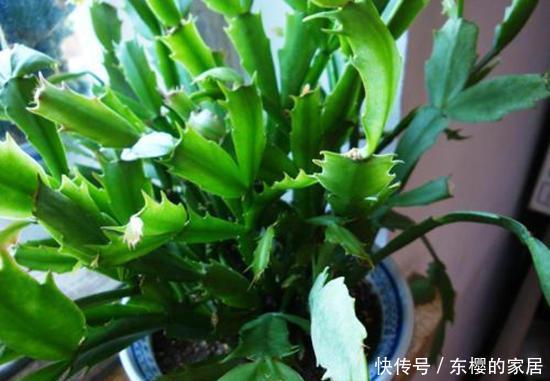 #杀菌消毒#养花先养根,一种“紫色溶液”效果好,平时滴一滴还能延长花期