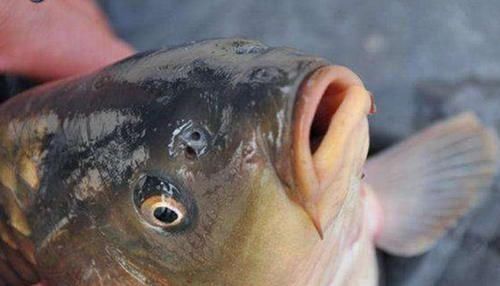 『鱼类』鱼类用鳃进行呼吸,那么鼻孔的作用是什么呢?