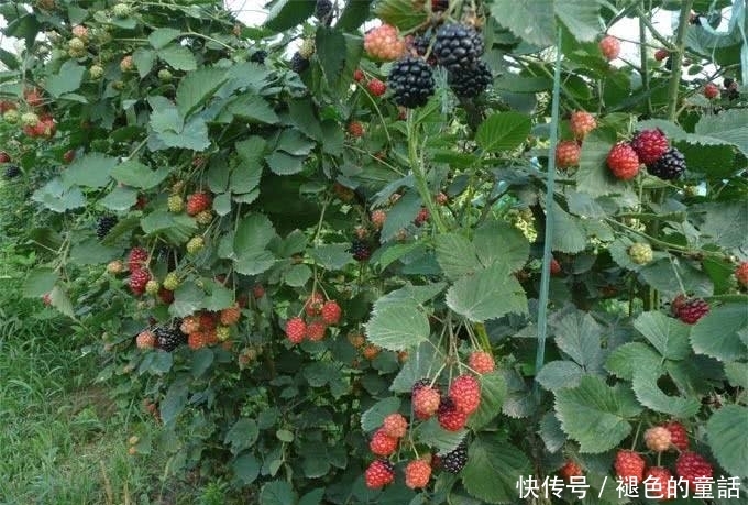 专家预测它是“第三代水果”，国外广泛栽培，在我国却无人问津