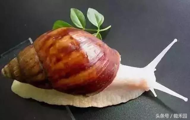 农民千万别再被骗了!这18个农业项目都是骗人的!