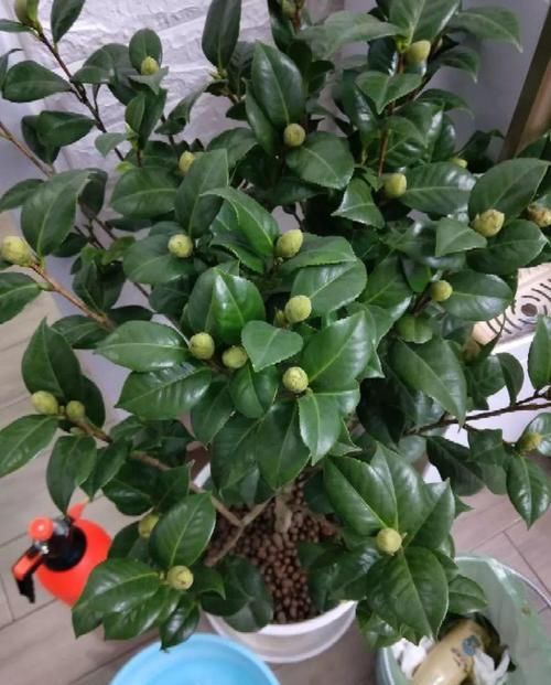  #长寿花#养花记住3个小技巧，茶花再难也能养好，开花多得不见叶！