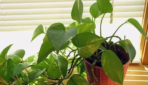  #适合#这些耐阴植物养办公室桌面上很适合，养几年都不会挂