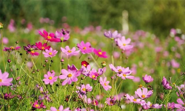 可可苏海:新疆阿尔泰山间的梦幻仙境,如一个蔚蓝色的梦