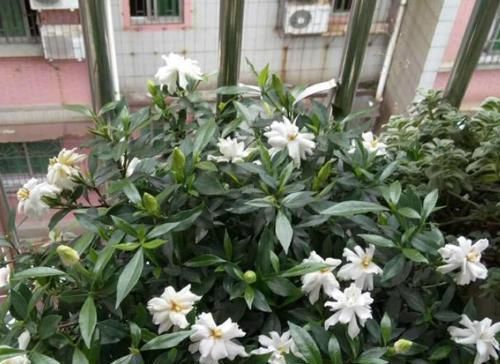  「平时」栀子花黄叶，多是水土不服的原因，平时加点醋，改善土壤利生长
