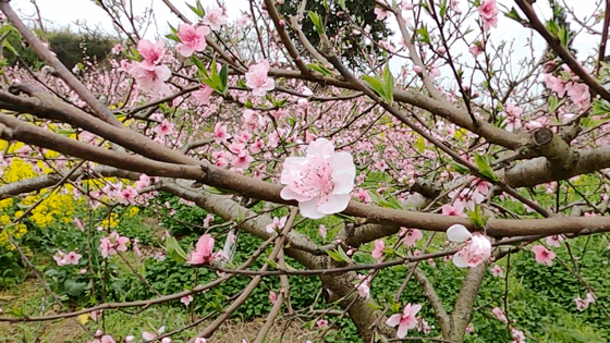  #旅游度假区#春游到南充，安逸得ban