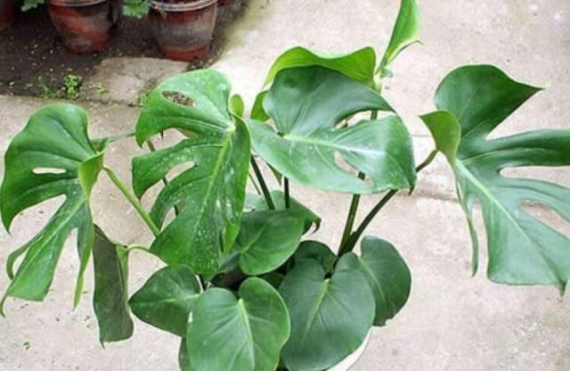 观叶■喜欢养殖观叶植物,就选龟背竹,不争肥水和阳光,养起来省心