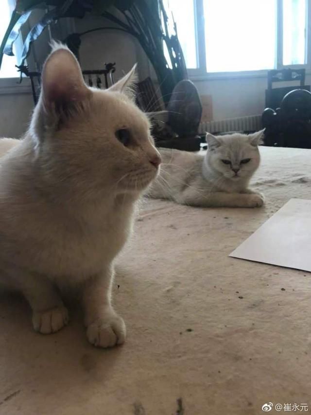 知情人称“崔永元的举报已惊动上边，高层也已下令要严查娱乐圈”