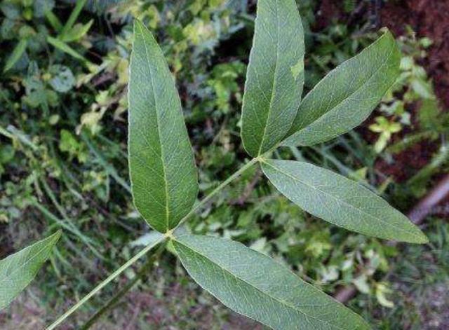  [芳香]有芳香味的“野草”，被称为“隔山香”，山脚下有不少，珍贵！