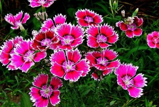  「三角梅」养这4种花，家里全年都是“小花园”，花朵一茬又一茬，绚丽多彩