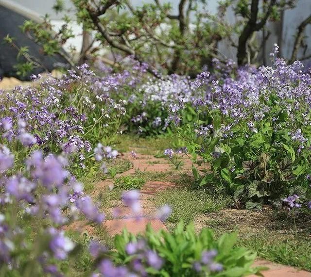 慎养■这花要慎养,每年砍掉3麻袋,照样蹭蹭长