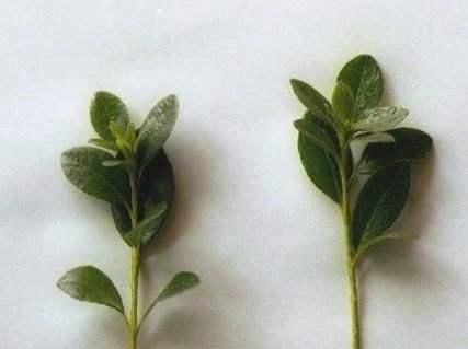  【简直】杜鹃花现在插，生根快好成活，简直不要太简单！