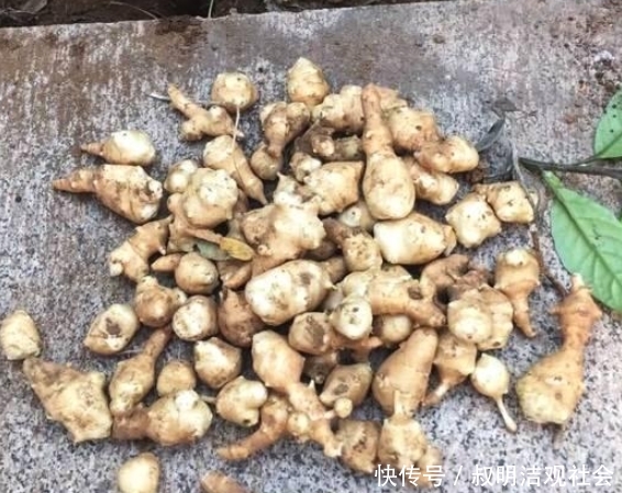  发家致富■农村最烂最贱的菜，制成粉卖40元1公斤，农民靠它发家