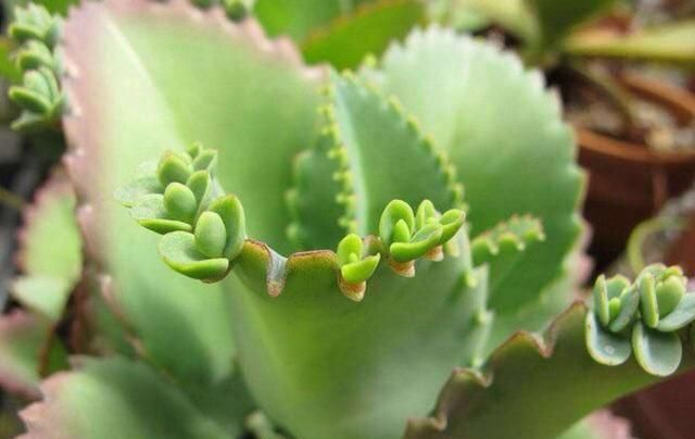  适合■养花就养此3种，开花容易好养活，造型奇特抓人眼球，很适合新手