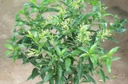 植物@夏天到了,家里多养4种花,不仅净化空气,还能把蚊子驱除干净