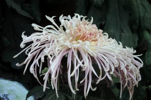  「含蓄」喜欢菊花，首选“珍品名菊”盘龙缤纷，淡淡的紫色，含蓄内敛