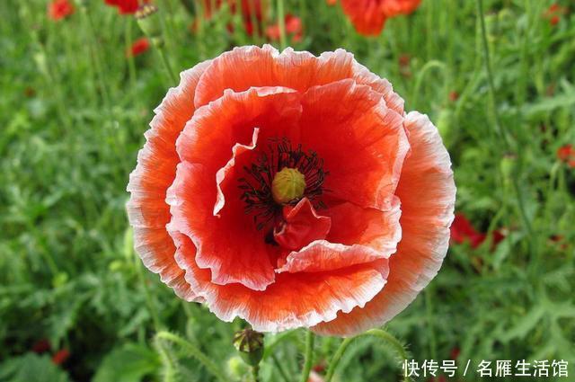  [花园]5种花，堪称“开花机器”，花期长、花量大，家里变花园！