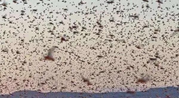 为什么古代蝗灾很多，现在却没有了？是因为古代种了很多粮食却没