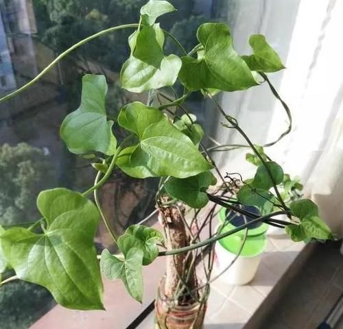  【蔬菜】想要在家水培植物，除了花卉还能选择蔬菜，山药藤蔓长得像绿萝