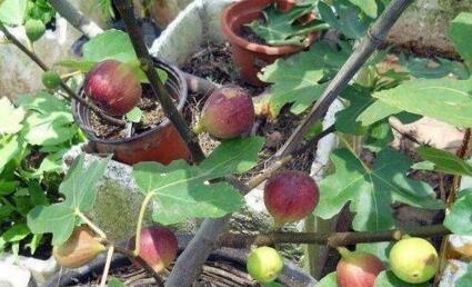 这种果树，好养易结果，阳台养一盆！结果30多斤，常吃身体好